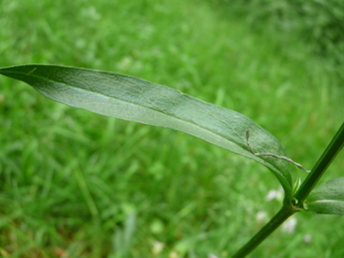 Feuilles lancéolées opposées. Agrandir dans une nouvelle fenêtre (ou onglet)